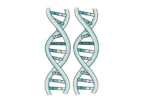 Gene