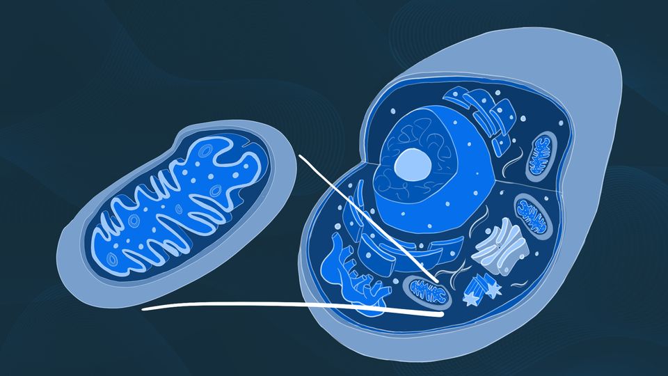 Darstellung von Mitochondrien